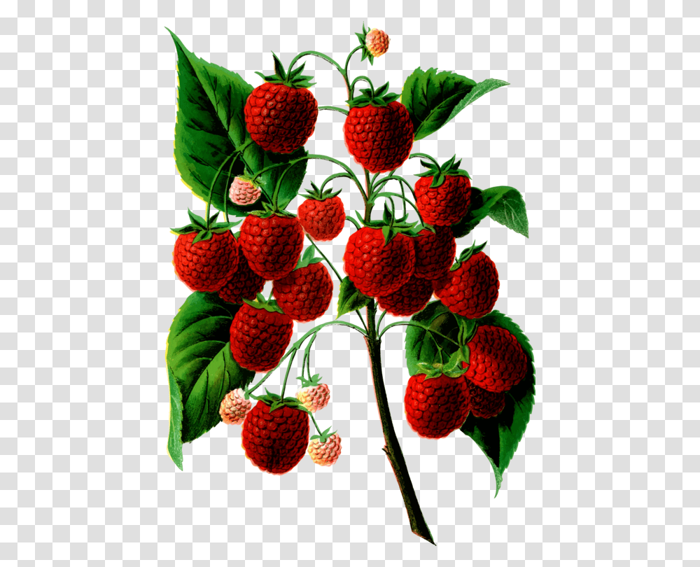Strawberry, Raspberry, Fruit, Plant, Food Transparent Png