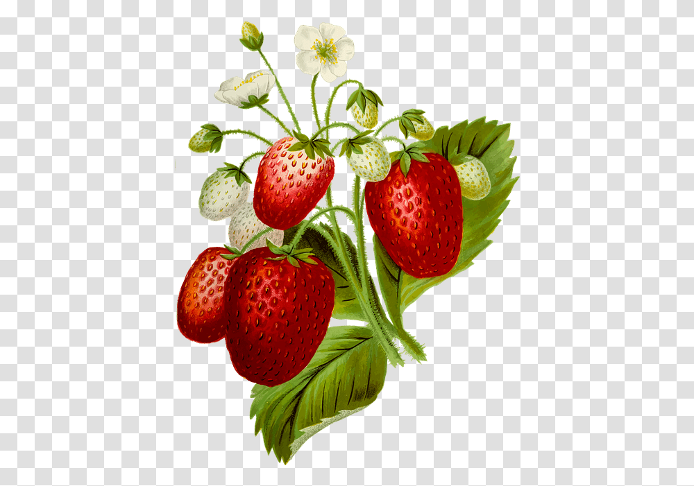 Strawberry Slice Strawberry Plant, Fruit, Food Transparent Png