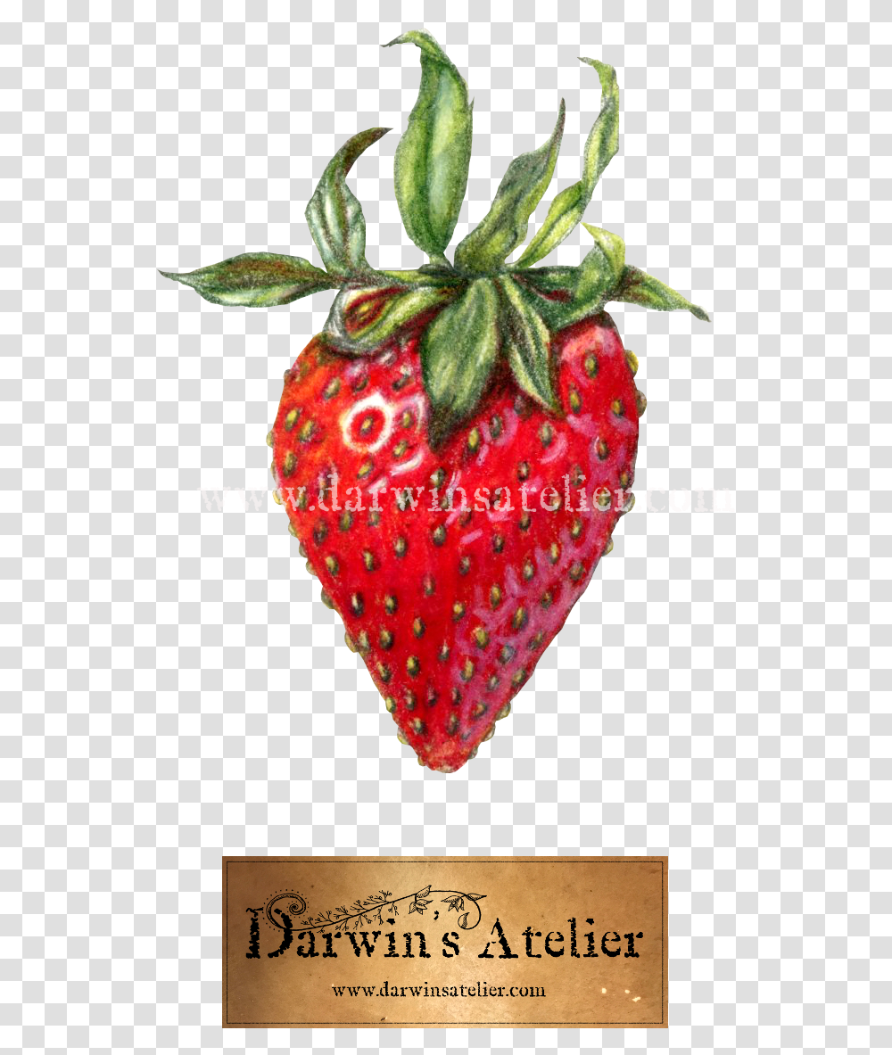 Strawberry W Logo W Watermark Strawberry, Fruit, Plant, Food, Pineapple Transparent Png