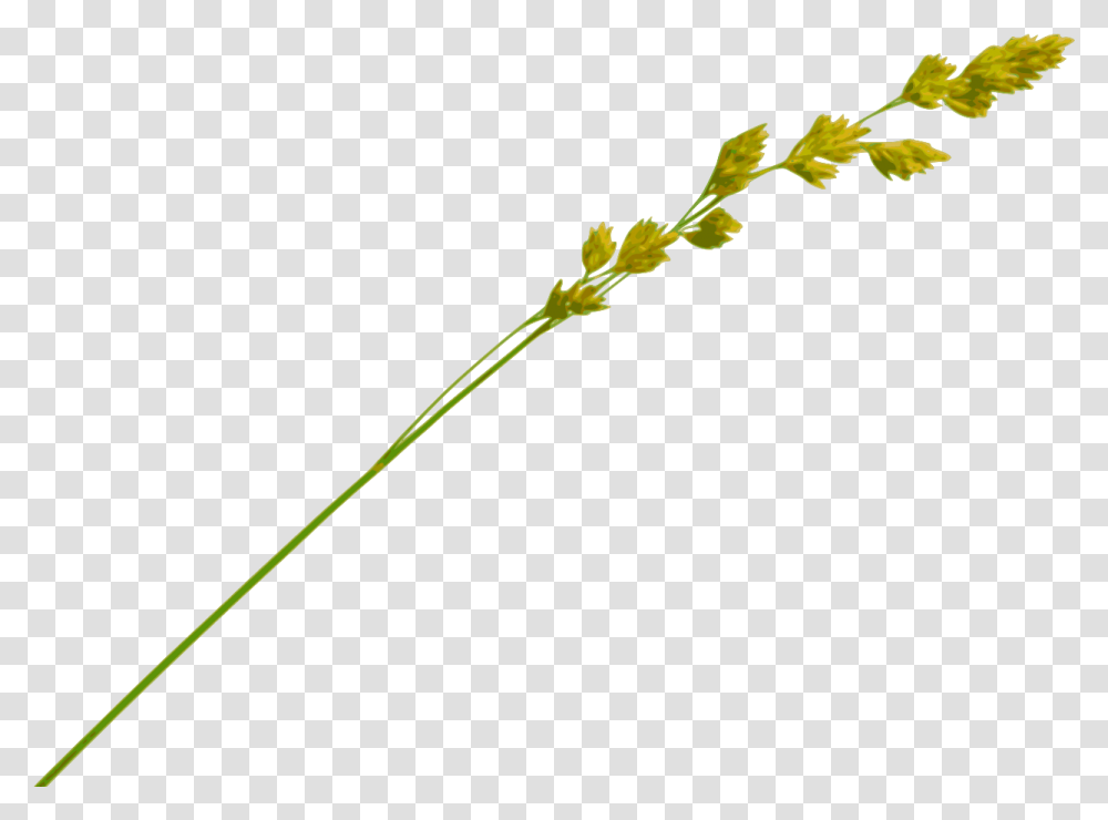 Straws Piece Of Straw, Plant, Flower, Blossom, Petal Transparent Png