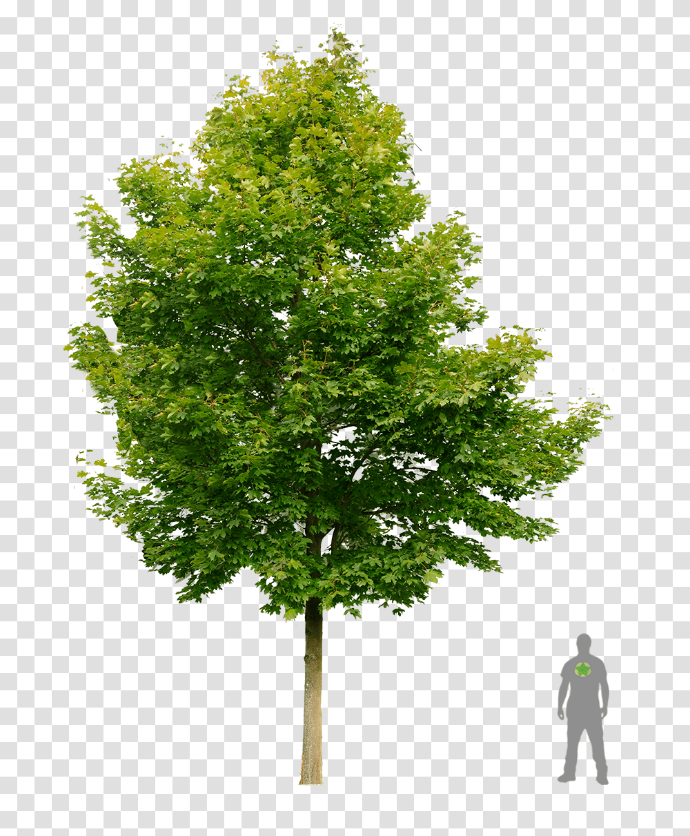Street Tree Avocado Tree, Plant, Maple, Person, Human Transparent Png