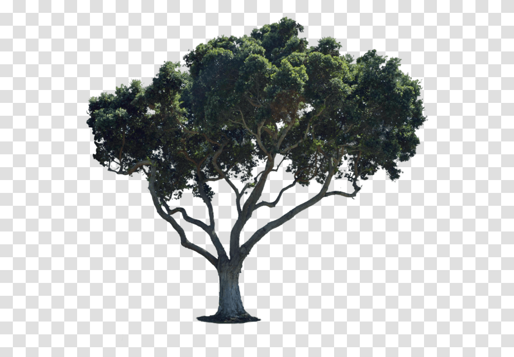 Street Tree Clipart Street For Photoshop, Plant, Bush, Vegetation, Oak Transparent Png