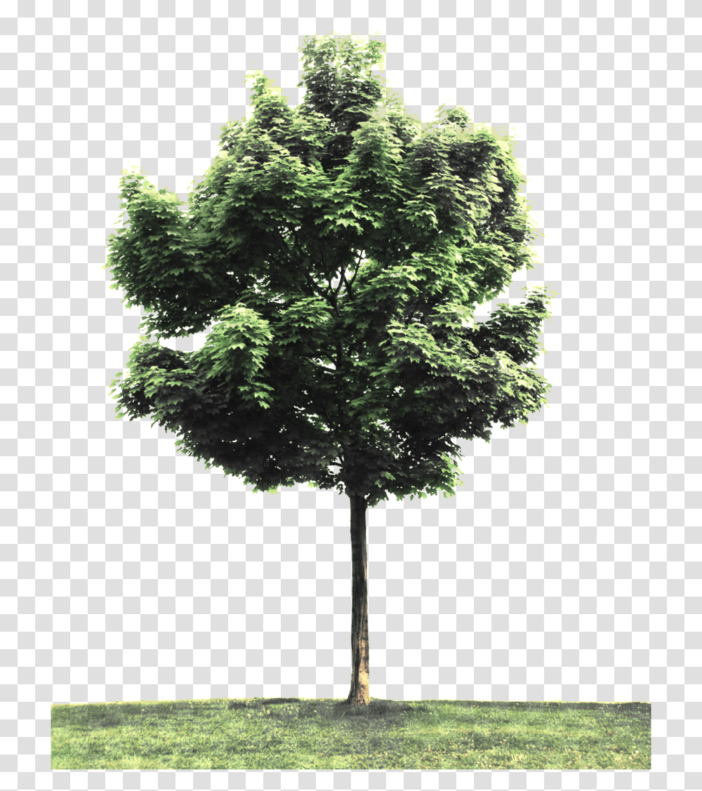 Street Tree Tree Branches Of Philosophy, Plant, Maple, Oak, Sycamore Transparent Png