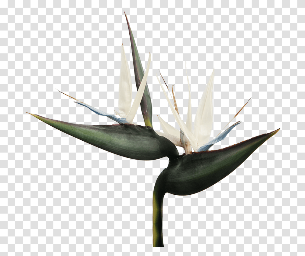 Strelitzia Nicola, Plant, Flower, Blossom, Lily Transparent Png