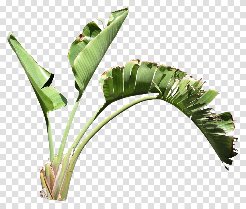 Strelitzia, Plant, Green, Food, Leaf Transparent Png