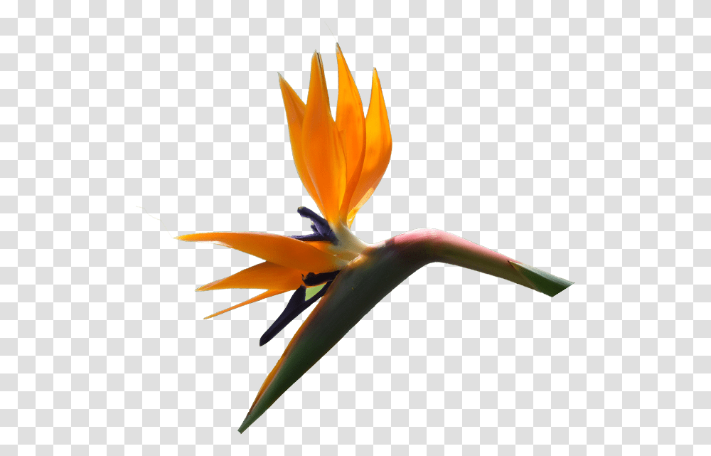 Strelitzia Reginae Bird Of Paradise Width 618 Height Bird Of Paradise, Plant, Animal, Flower, Blossom Transparent Png