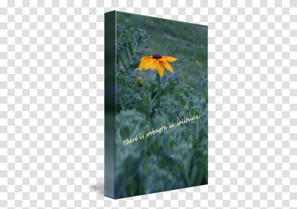 Strength Solitude Yellow Flower Quote By Kyla Schnabel Susan, Plant, Asteraceae, Daisy, Petal Transparent Png
