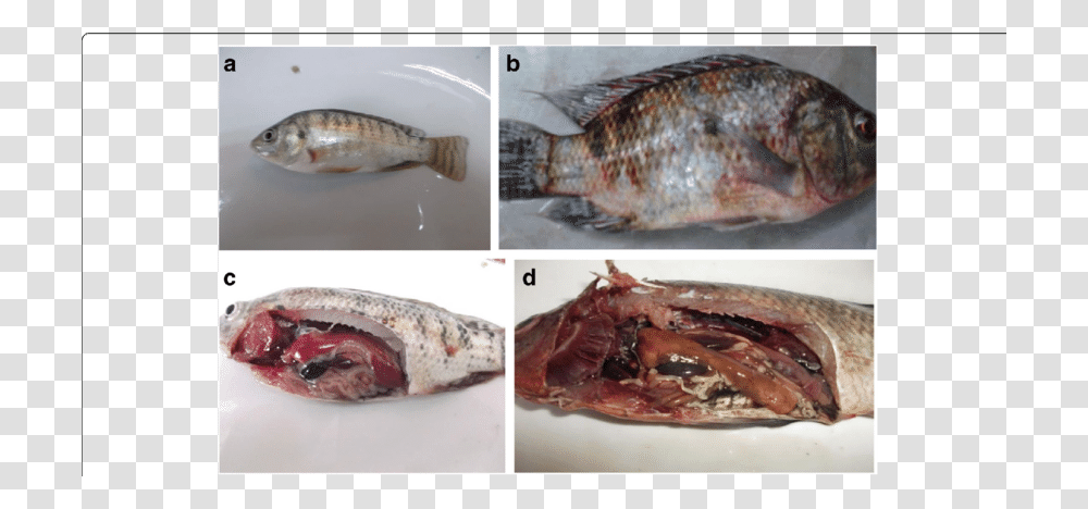 Streptococcus Agalactiae In Fish, Animal, Lobster, Seafood, Sea Life Transparent Png