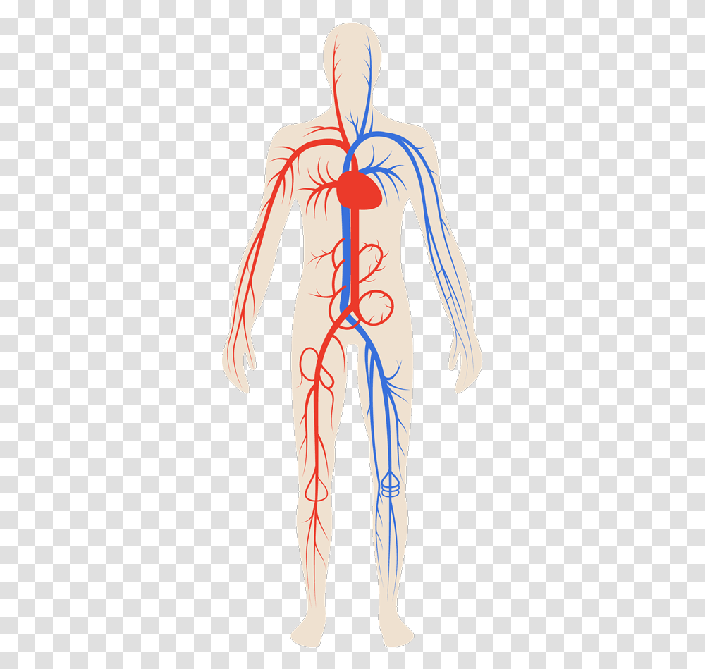 Stress Effects Sistema Circulatorio Sin Sus Partes, Clothing, Veins, Person, Architecture Transparent Png