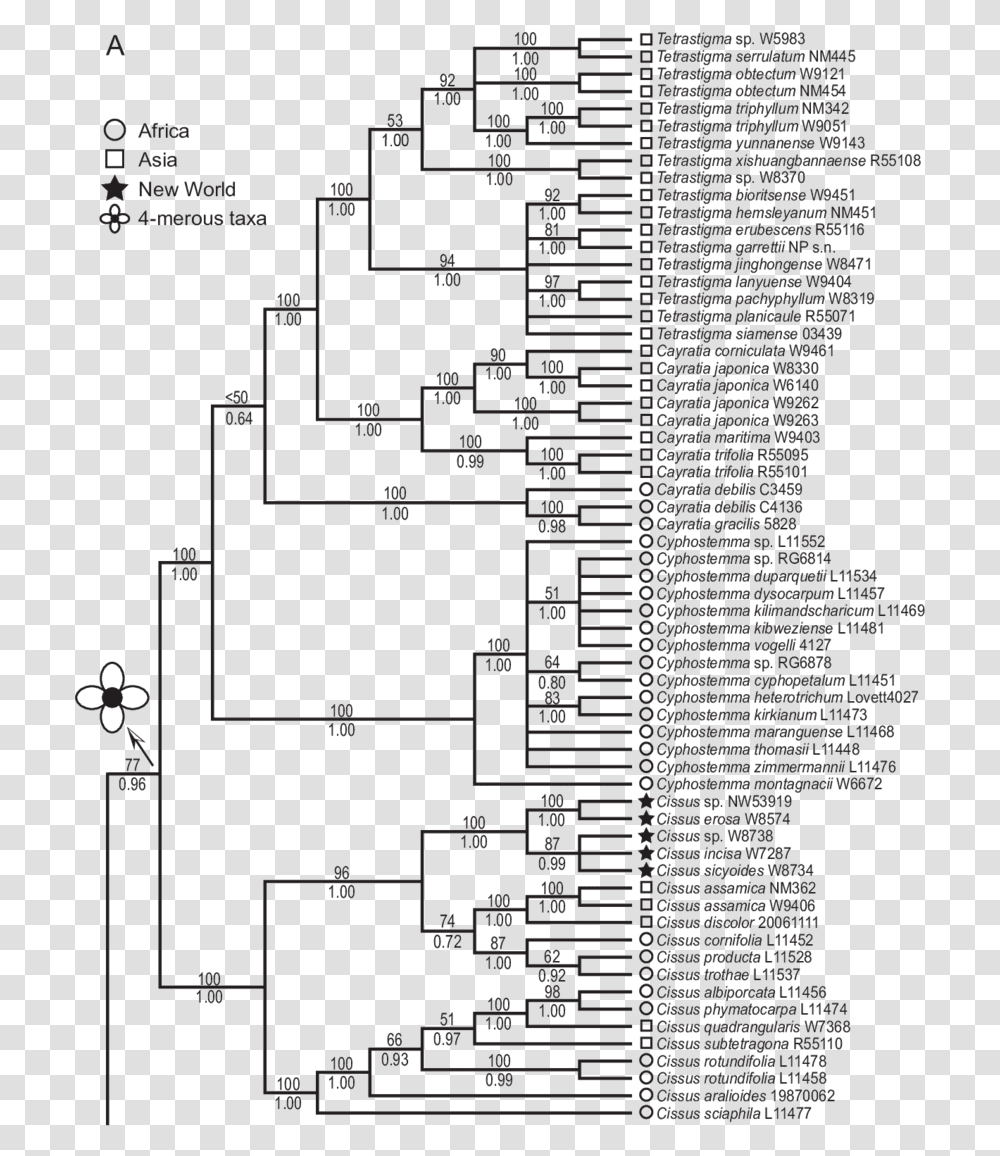 Strict Consensus Tree Of 208 Equally Most Parsimonious Trees Diagram, Plan, Plot, Text, Menu Transparent Png