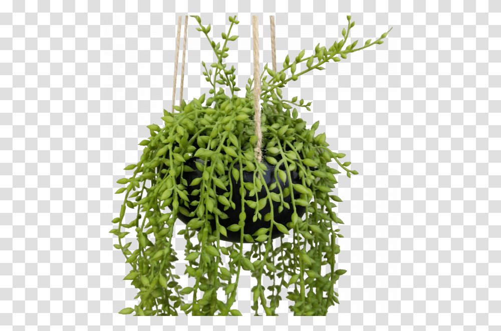 String Of Beads In Ceramic Hanging Pot Senecio, Plant, Tree, Bush, Vegetation Transparent Png