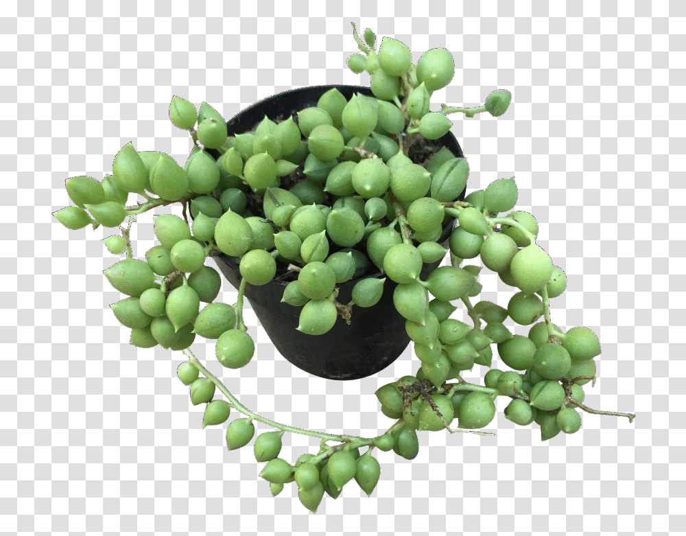 String Of Pearls Seedless Fruit, Grapes, Plant, Food Transparent Png