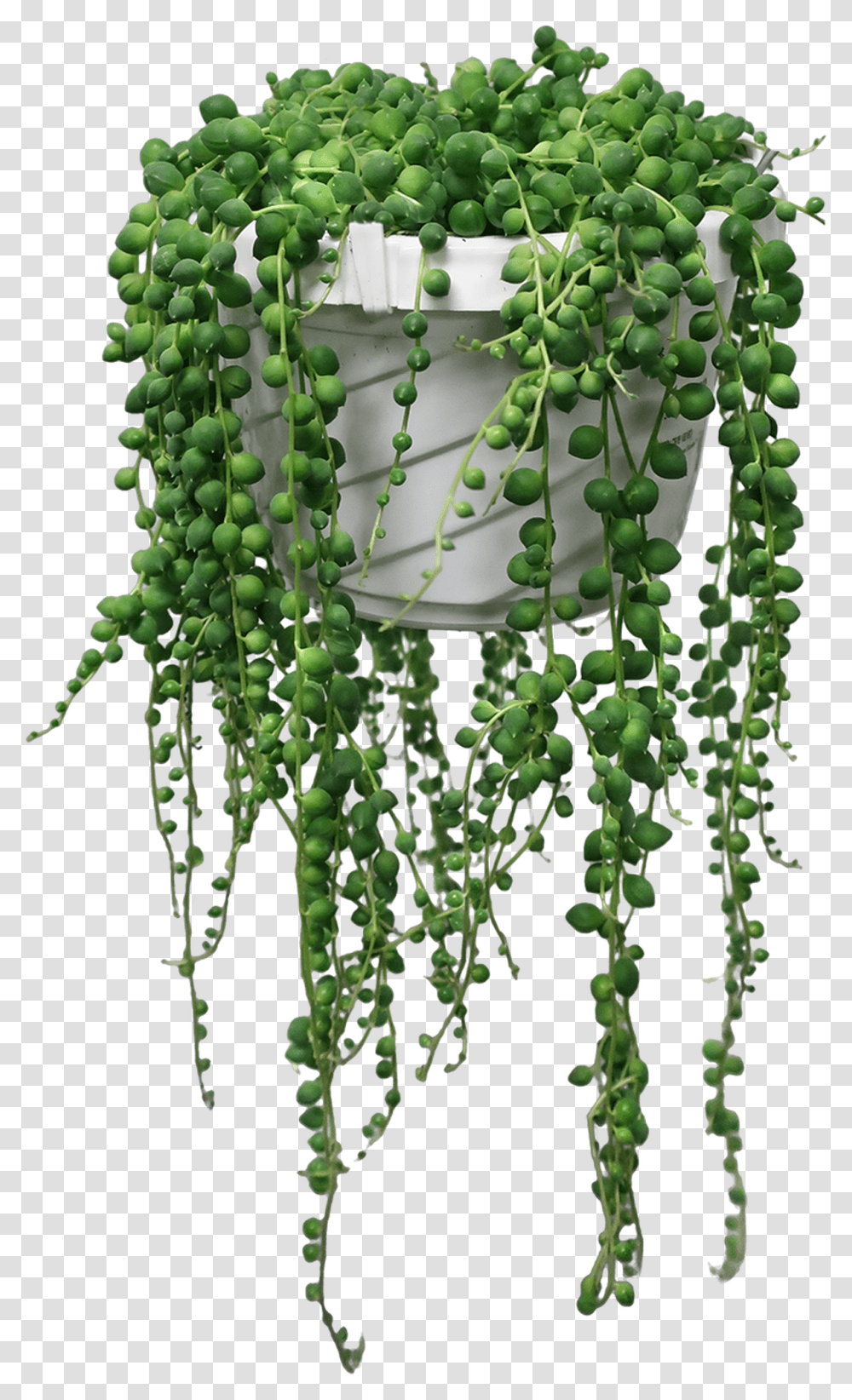 String Of Pearlsbeads In A Hanging Basket 6quot Pearl Plant, Vine, Grapes, Fruit, Food Transparent Png