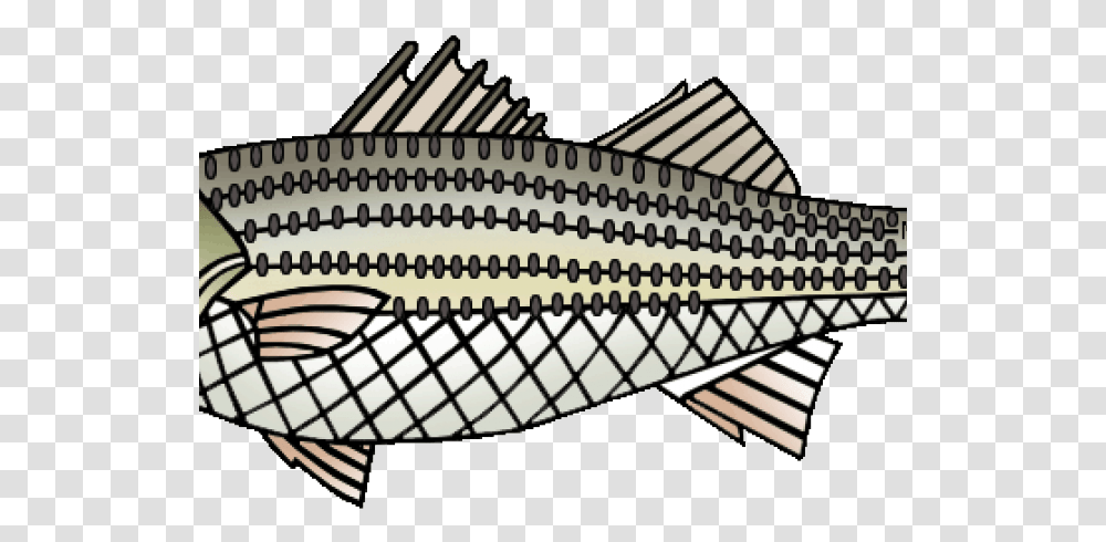 Striped Bass Cliparts Illustration, Fish, Animal, Perch, Cod Transparent Png