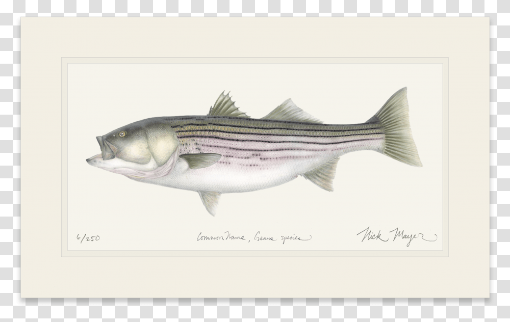 Striped Bass, Fish, Animal, Sea Life, Tuna Transparent Png