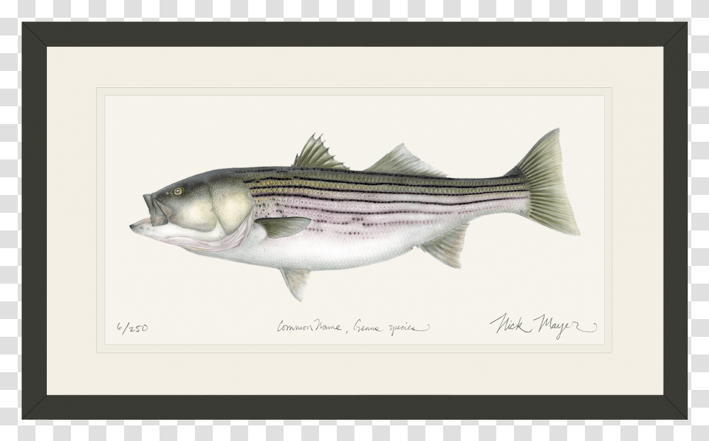 Striped Bass, Fish, Animal, Tuna, Sea Life Transparent Png