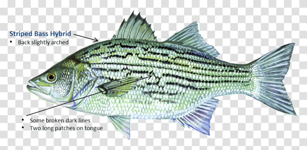 Striped Bass Hybrid Hybrid Bass, Fish, Animal, Perch, Sea Life Transparent Png