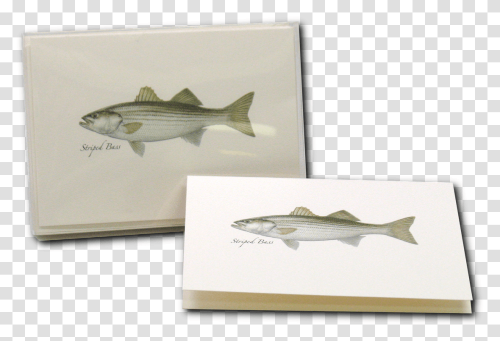 Striped Bass, Mullet Fish, Sea Life, Animal, Coho Transparent Png