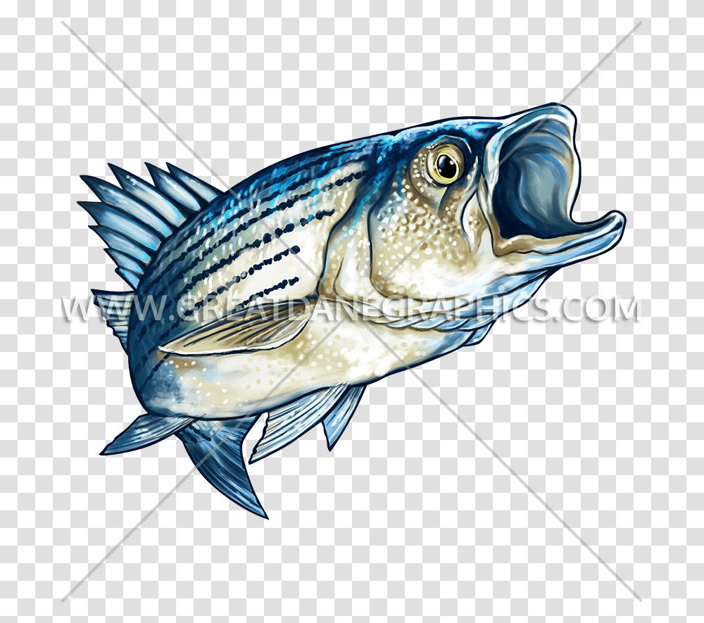 Striped Bass Production Ready Artwork For T Shirt Printing, Fish, Animal, Bird, Coho Transparent Png
