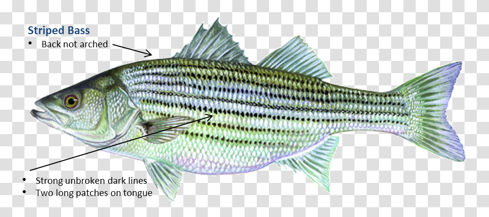 Striped Bass Striper Oklahoma, Fish, Animal, Perch, Sea Life Transparent Png