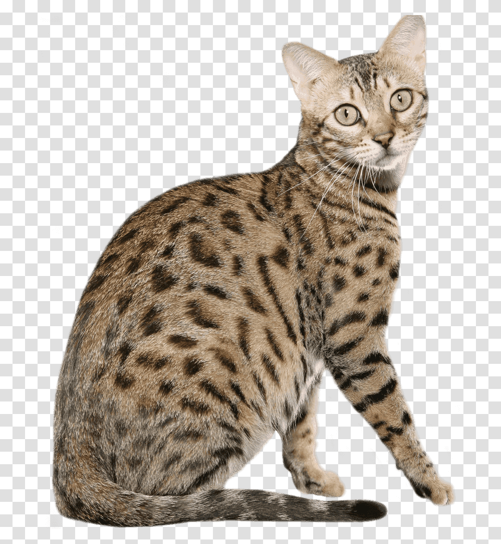 Striped Cat, Animal, Mammal, Panther, Wildlife Transparent Png