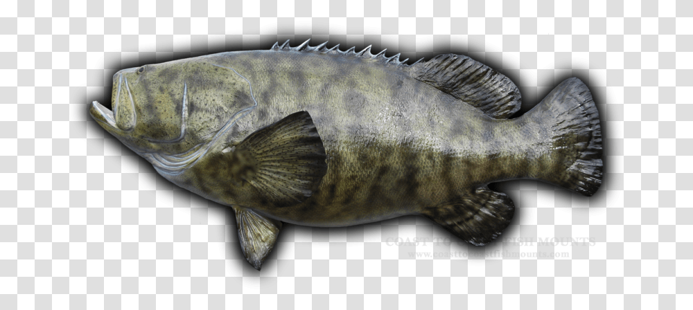 Striped Jewfish, Perch, Animal, Cod, Sea Life Transparent Png