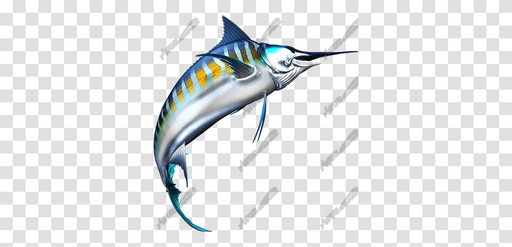 Striped Marlin, Fish, Animal, Swordfish, Sea Life Transparent Png