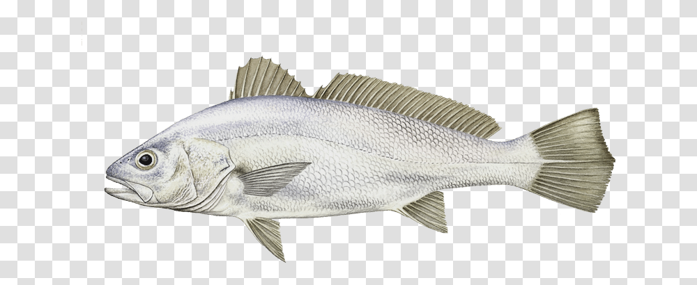 Striper Bass, Fish, Animal, Perch, Sea Life Transparent Png