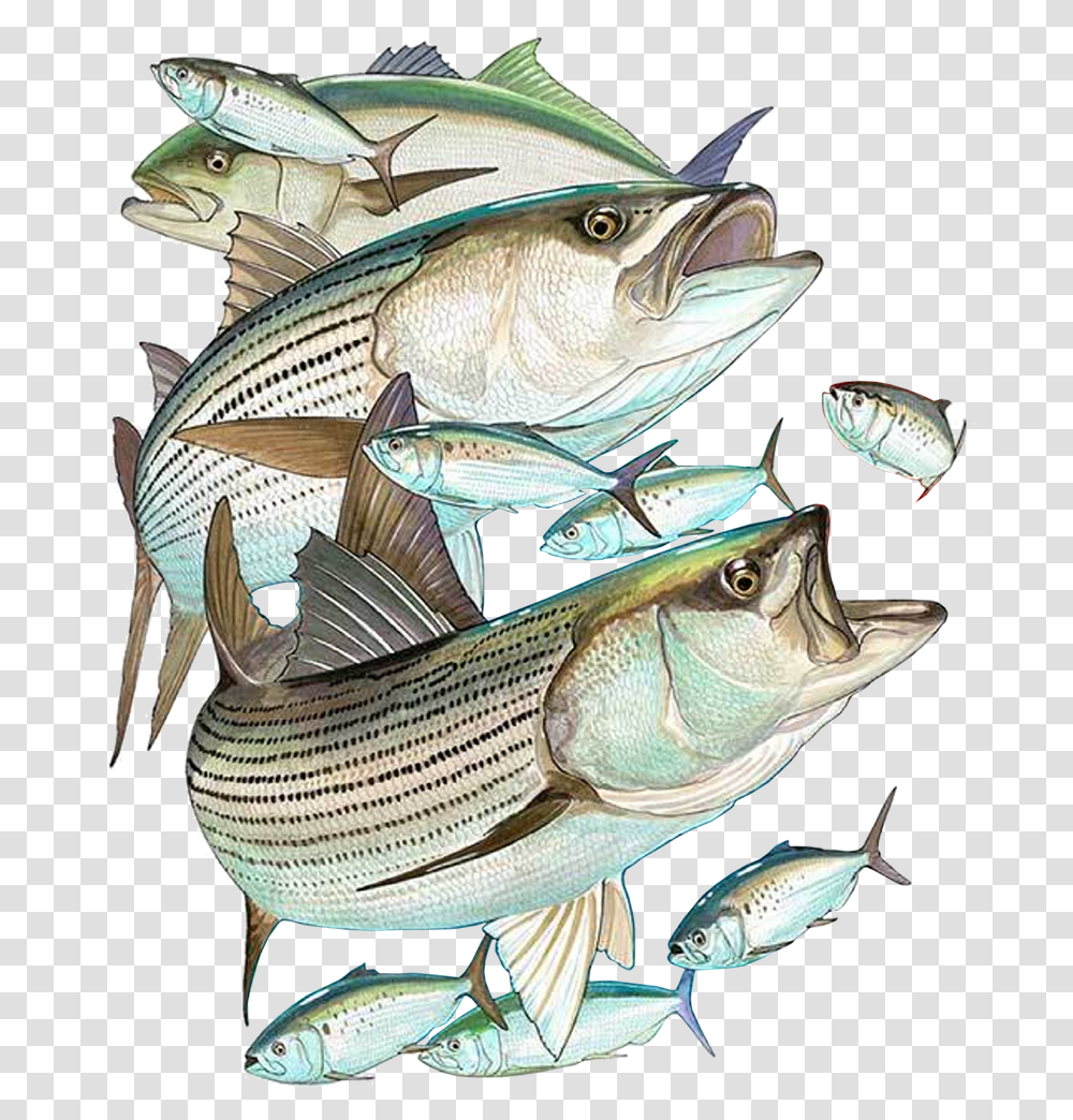 Striper Bass, Fish, Animal, Tuna, Sea Life Transparent Png