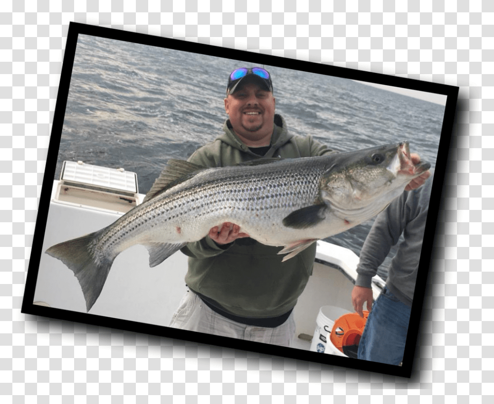 Striper Pull Fish Out Of Water, Animal, Person, Human, Coho Transparent Png