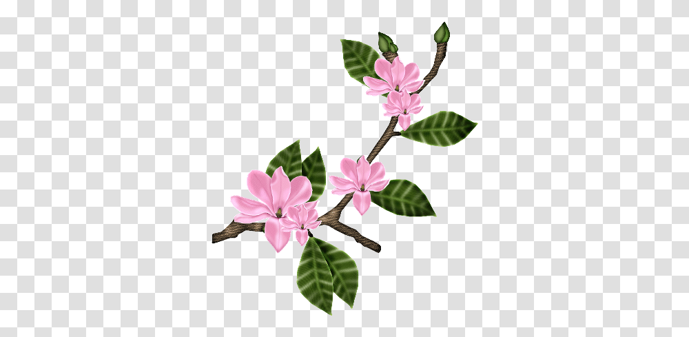 Strong Love Writerscafeorg The Online Writing Community Magnolia Flower, Plant, Acanthaceae, Blossom, Geranium Transparent Png