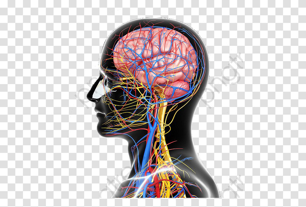 Structure Nervous System Nervous System Omega, Helmet, Apparel, X-Ray Transparent Png