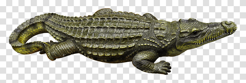Structure Of A Crocodile, Lizard, Reptile, Animal, Snake Transparent Png