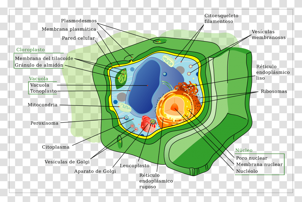 Structure Of An Plant Cell, Nature, Green, Outdoors, Land Transparent Png