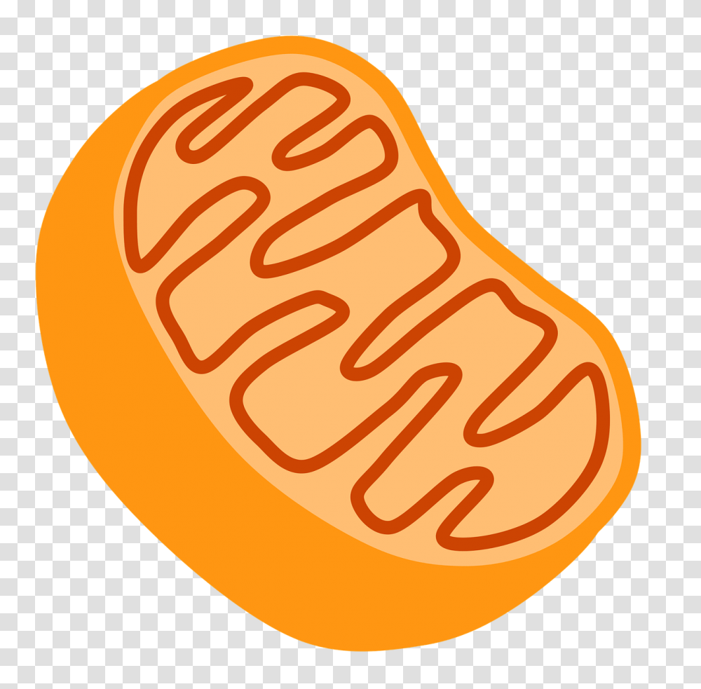 Structure Of Chromosomes, Ketchup, Food, Plant, Produce Transparent Png