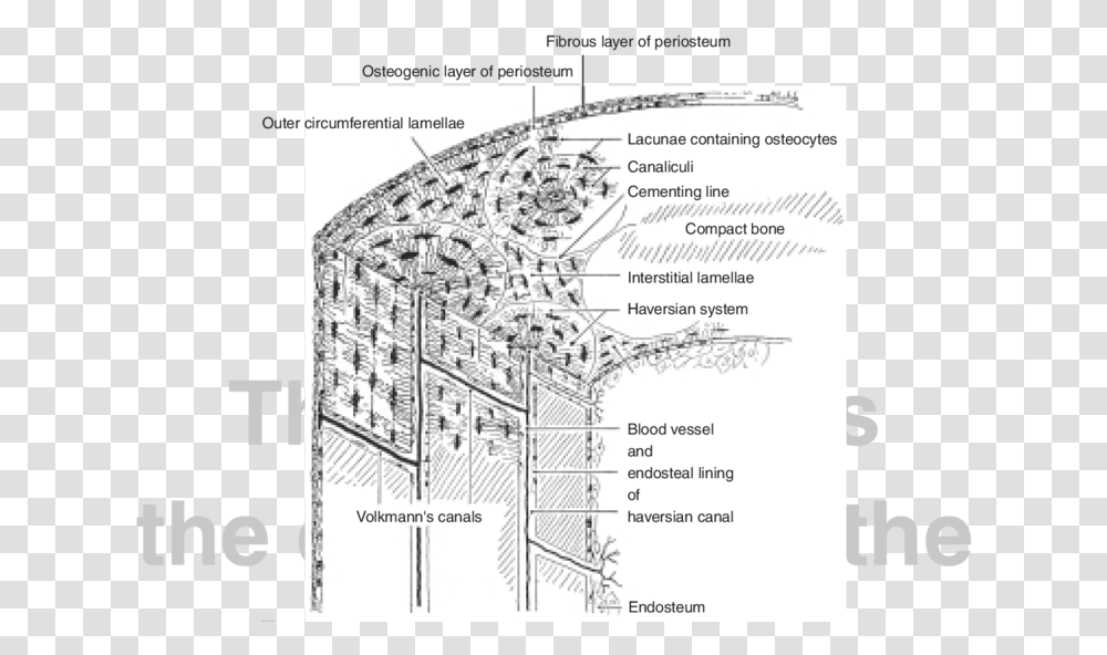 Structure Of Compact Bone Diagram, Plan, Plot, Flyer, Poster Transparent Png