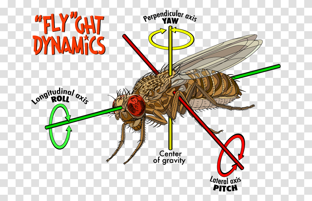 Structure Of Fruit Fly, Insect, Invertebrate, Animal, Wasp Transparent Png