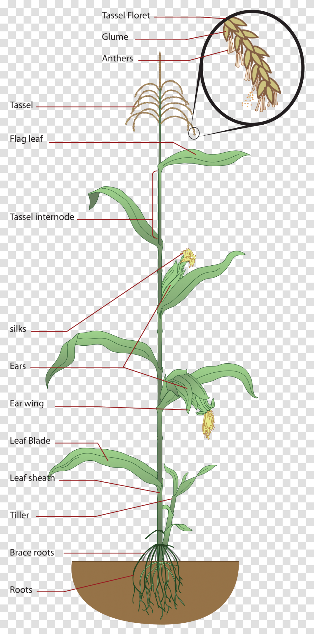 Structure Of Maize Plant, Flower, Leaf, Vase, Jar Transparent Png