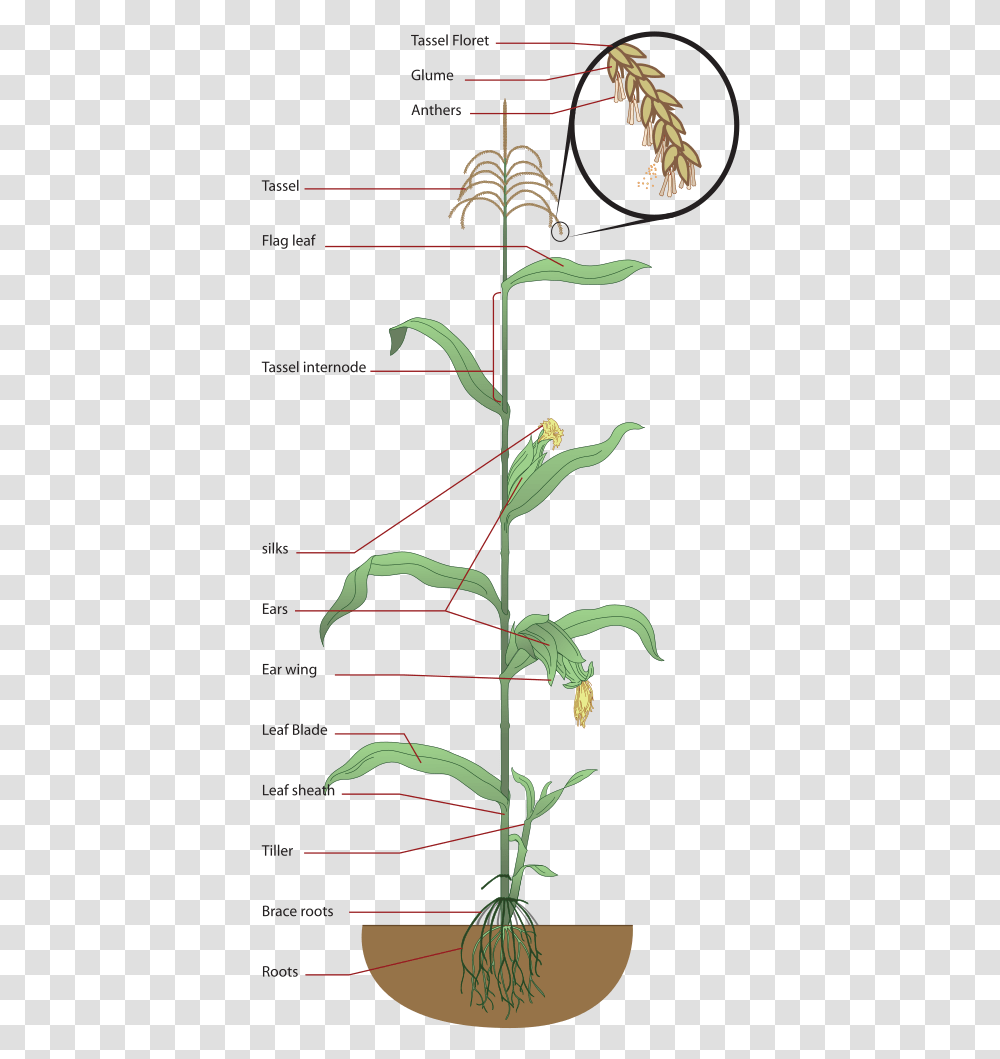 Structure Of Maize Plant, Flower, Tree, Vase, Jar Transparent Png