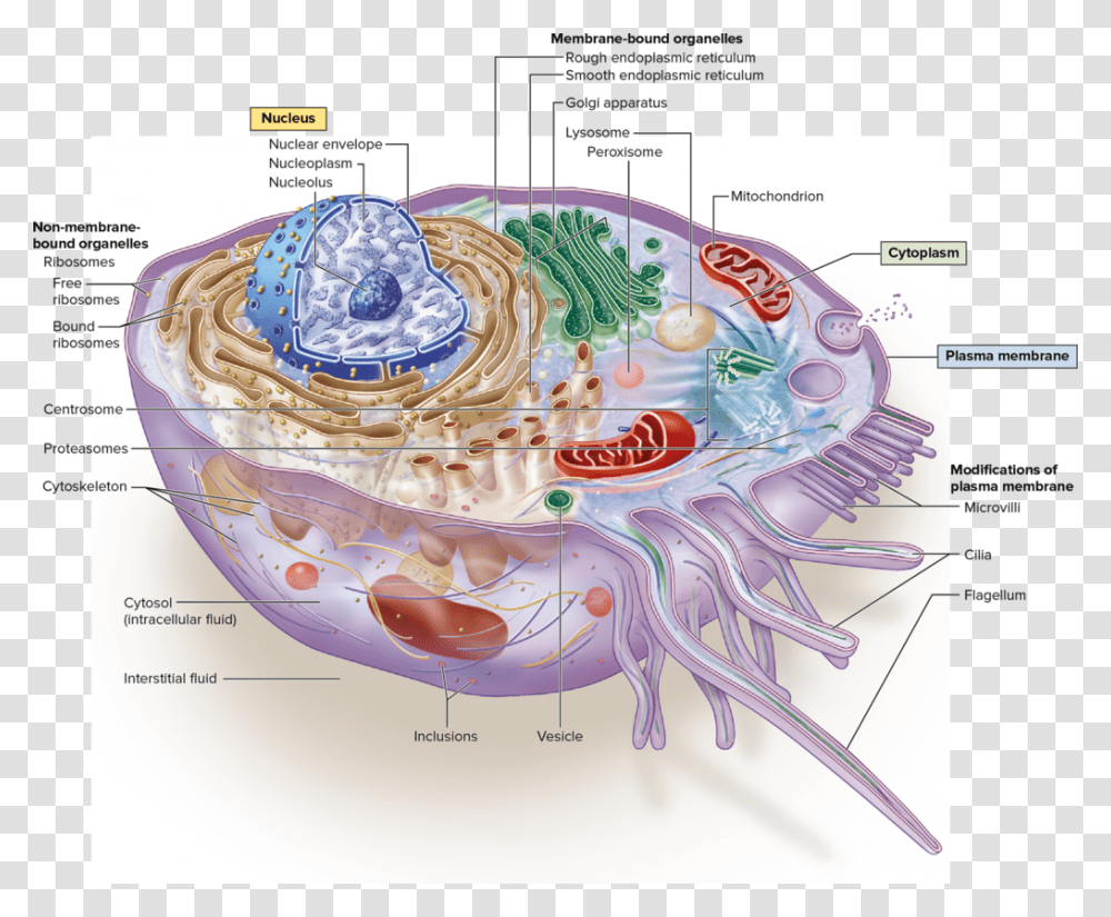 Structure Of Prototypical Human Cell, Plot, Birthday Cake, Dessert, Food Transparent Png