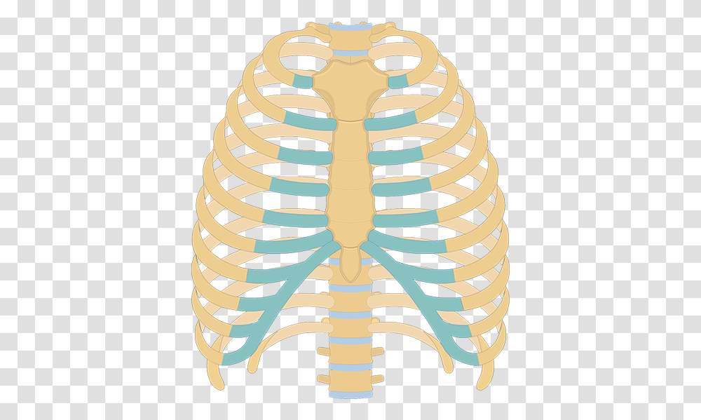 Structure Of The Ribcage And Ribs Unlabeled Rib Cage Diagram, Rug, Skeleton, Id Cards, Document Transparent Png