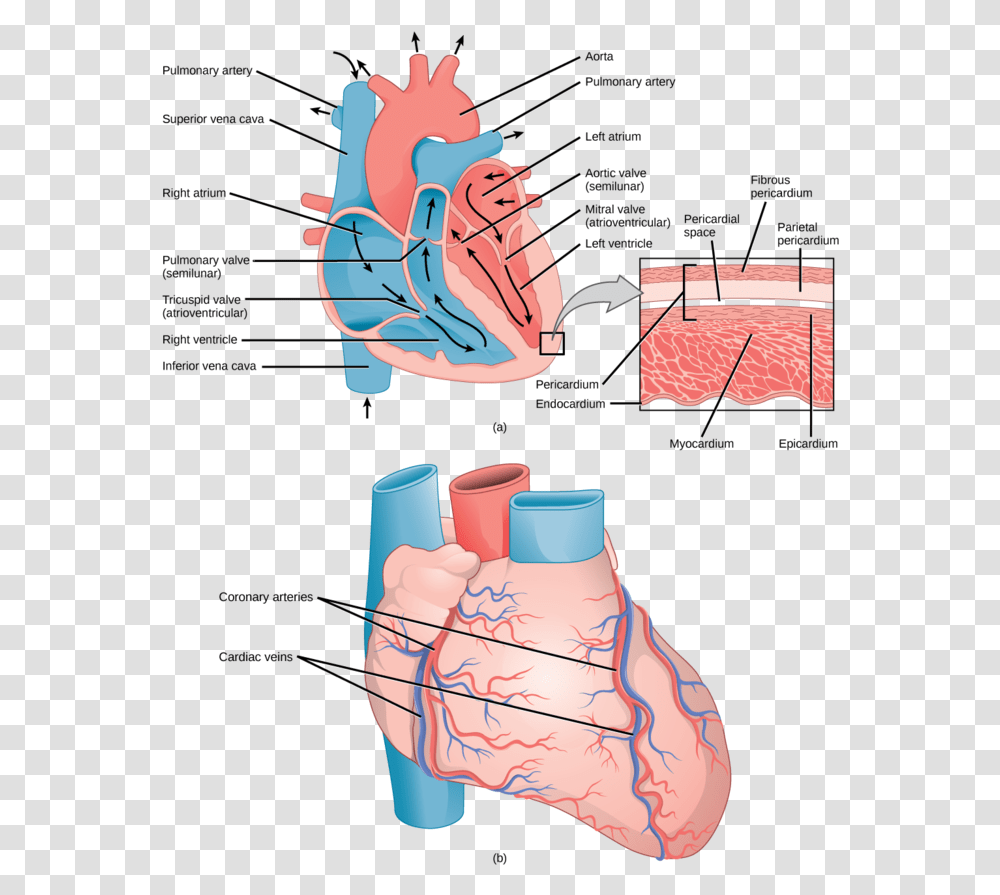 Structures Of The Heart Biology Libretexts Capillary In The Heart, Neck, Plot, Diagram, Throat Transparent Png