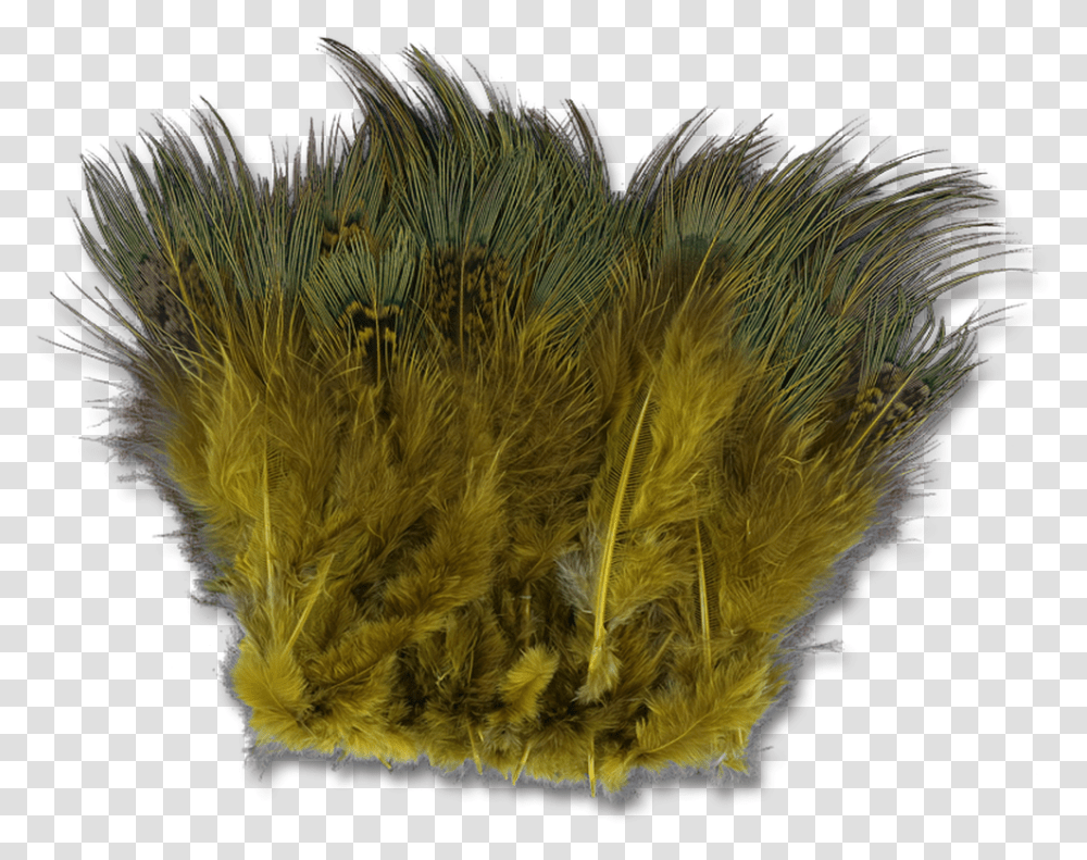 Strung Ringneck Pheasant Rump Grass, Sea Anemone, Invertebrate, Sea Life, Animal Transparent Png