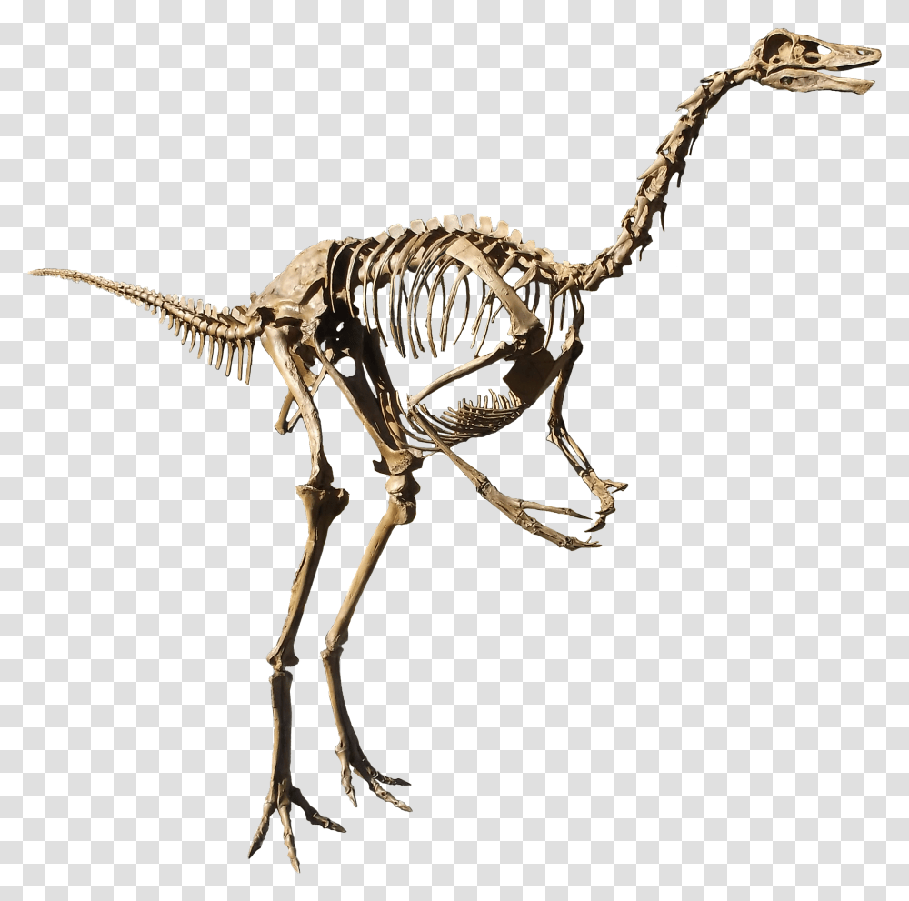 Struthiomimus Isolated, Spider, Invertebrate, Animal, Arachnid Transparent Png