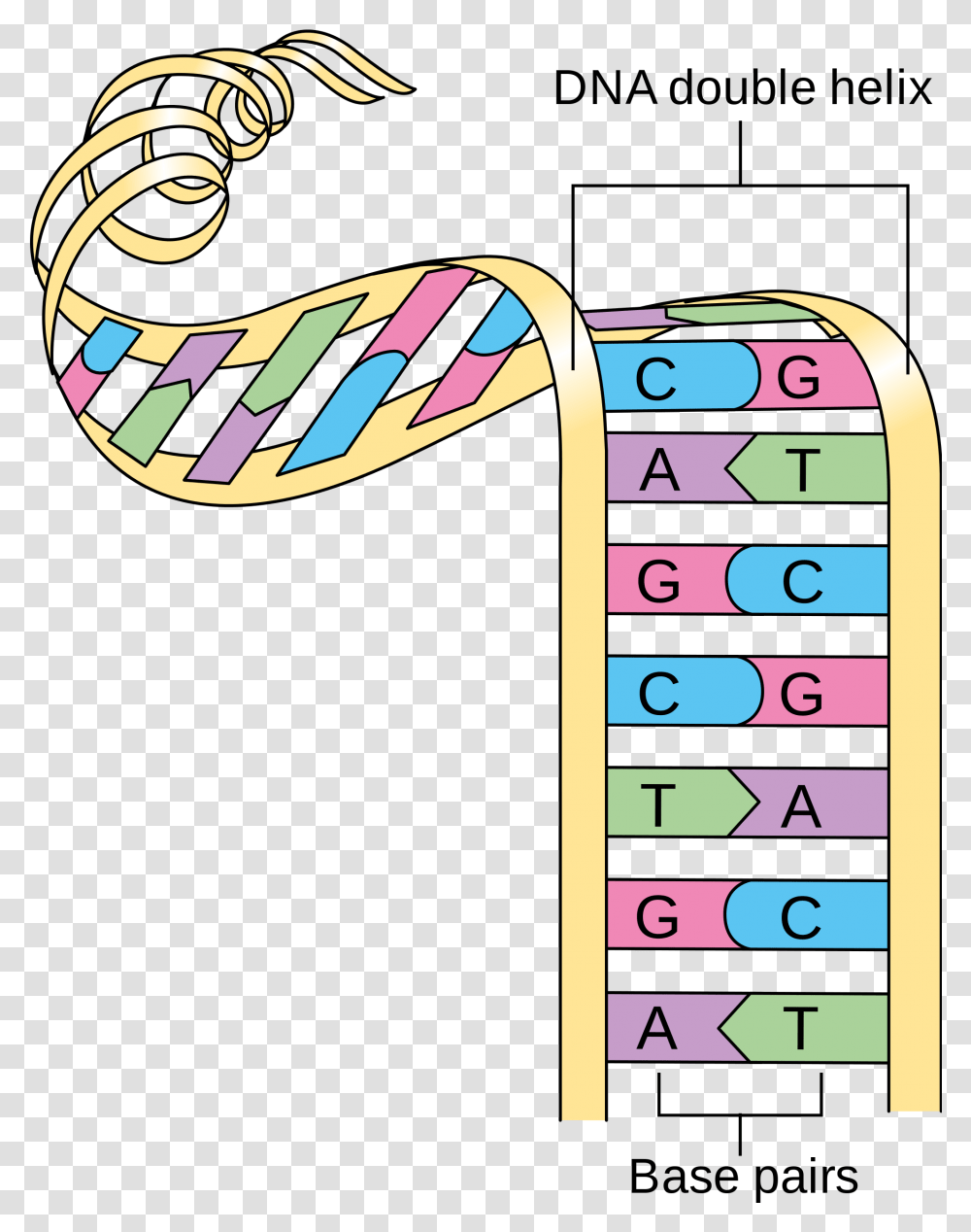 Struttura A Doppia Elica Dna, Number, Stick Transparent Png