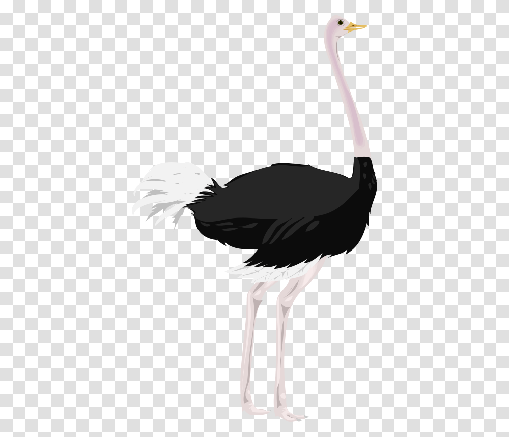 Struzzo, Animals, Bird, Ostrich, Person Transparent Png