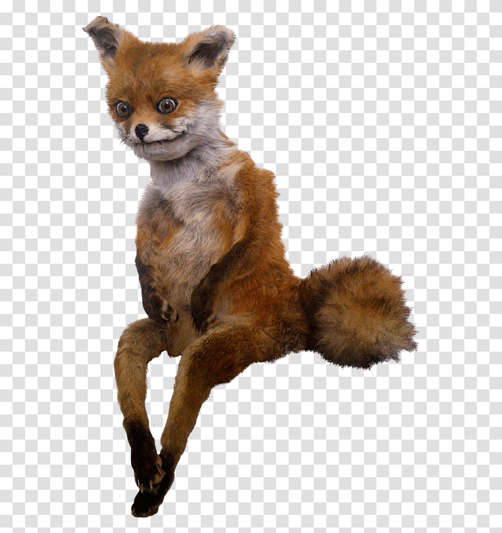 Stubborn Fox In Format With A Real Life Tails Meme, Wildlife, Mammal, Animal, Red Fox Transparent Png