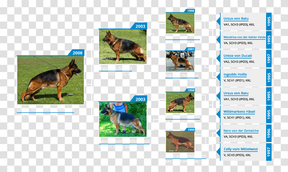 Stud Dog Va1 Odin Vom Mittelwest Old German Shepherd Dog, Pet, Canine, Animal, Mammal Transparent Png