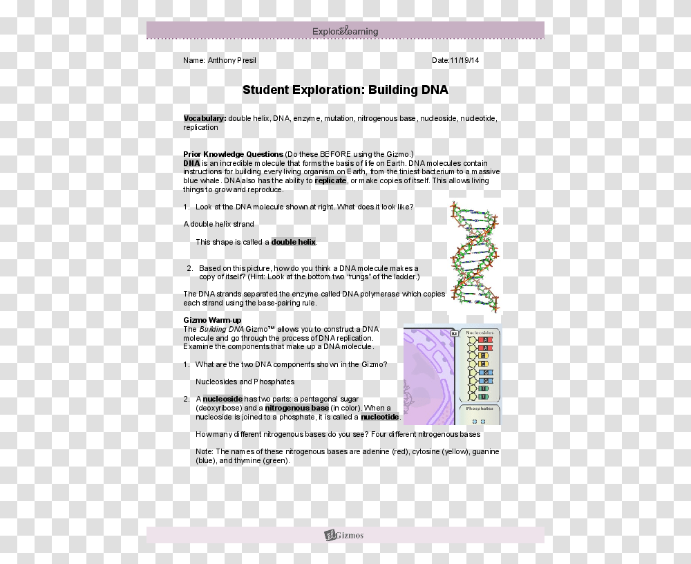 Student Exploration Building Dna Answers, Page, Word, Plot Transparent Png