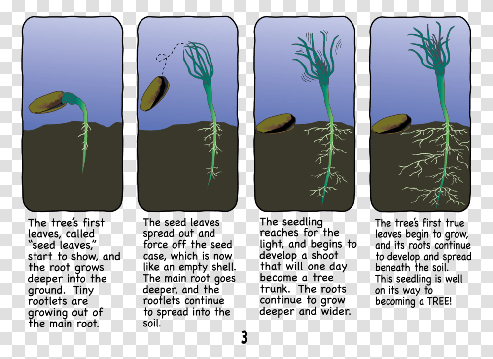 Studenthandbook 3, Plant, Soil, Jar, Food Transparent Png